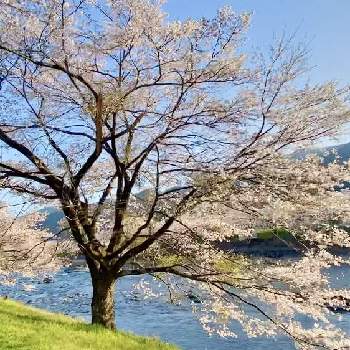 日本の春の画像 by Kay_Tama-gsk さん | お出かけ先と郡上市とピンクの花とピンク色とさくら街道と和花と日本の春と桜フォトコン2022と河川敷と岐阜県と鮮やか と長良川と和の花