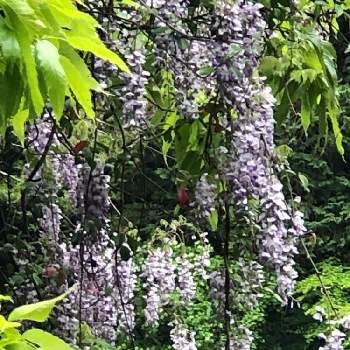 山藤の花の投稿画像一覧 Greensnap グリーンスナップ