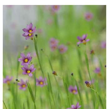 ニワゼキショウの花の画像 by ミニロカさん | 車庫とニワゼキショウの花と小花が可愛いと庭石菖 ニワゼキショウ