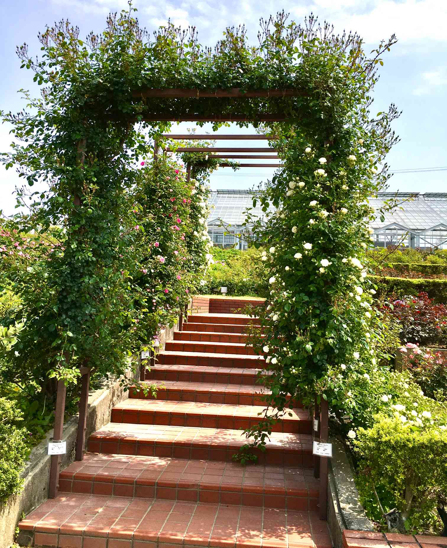 静岡県島田市ばらの丘公園の薔薇を楽しむ ｜ GreenSnap