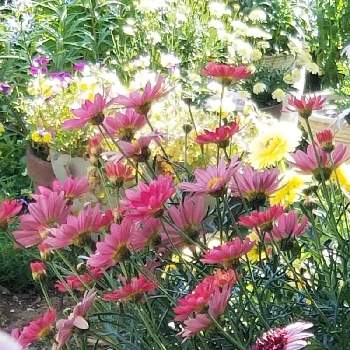 マーガレット シンプリーコーラル✨の画像 by はなちゃんさん | 花のある生活とお庭のお花と私のお庭とマーガレット シンプリーコーラル✨とリビングからの眺めとリビングから撮影