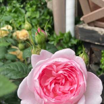 カップ咲きのバラの投稿画像一覧 Greensnap グリーンスナップ