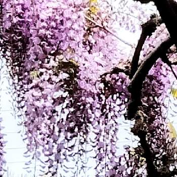 金蛇水神社の画像 by moonさん | お出かけ先とフジと紫の花と金蛇水神社と我ら宮城県民と初夏へ