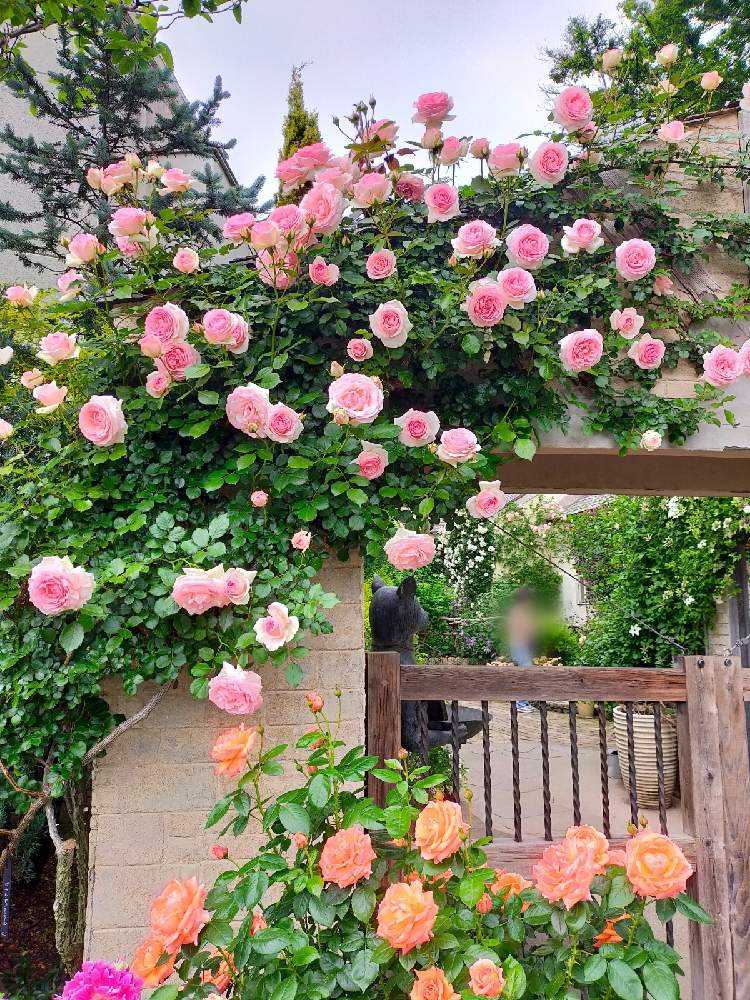 2022年5月の花遊庭 薔薇が満開｜🍀GreenSnap（グリーンスナップ）