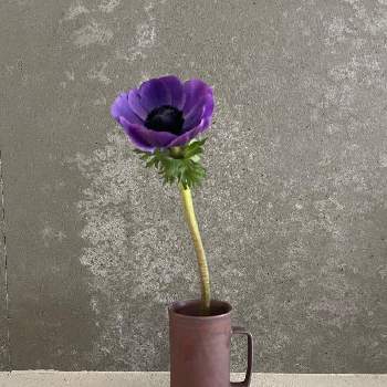 うつわの画像 by TOKINOHA   さん | インテリアと植物のある暮らしと生活に寄り添ううつわとトールカップとTOKINOHA Ceramic Studioとキレイ☆とお箸置きと芸術的と@tokinoha_kyotoと@kyoto suiuとうつわと アネモネとかわいい❤︎