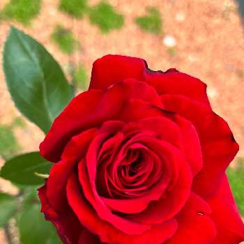 イングリッドバーグマン   の画像 by きんぎょさん | 小さな庭とバラとイングリッドバーグマン   とバラ 鉢植えとバラが好きと今の庭