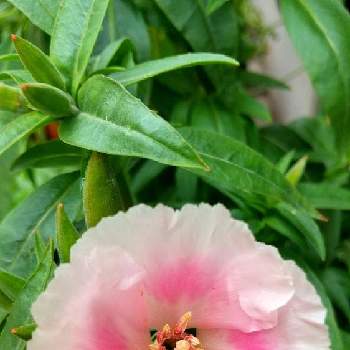 丸くて可愛いの画像 by スイトピー好きさん | 小さな庭とゴテチャと春のお花と癒される♡と丸くて可愛いとピンク系のお花と優しい色と花びらが可愛い