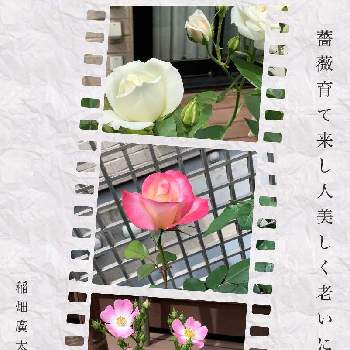 ローズの画像 by pechaさん | 小さな庭とバラと庭の花と母が育ててますとローズ