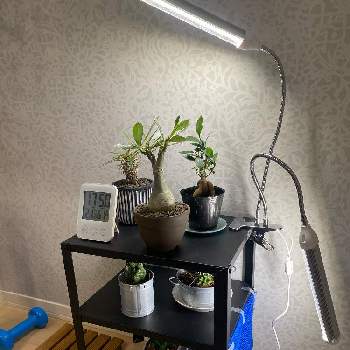 植物育成LEDライトの画像 by uskさん | 部屋と植友募集中とコーデックスと植物育成LEDライトと珍奇植物と多肉・サボテン