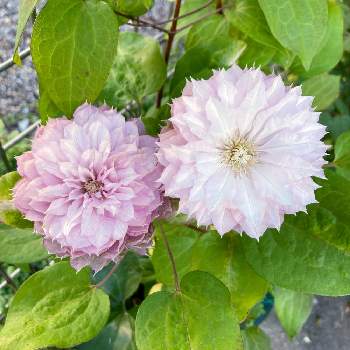 クレマチス春姫の投稿画像一覧 Greensnap グリーンスナップ