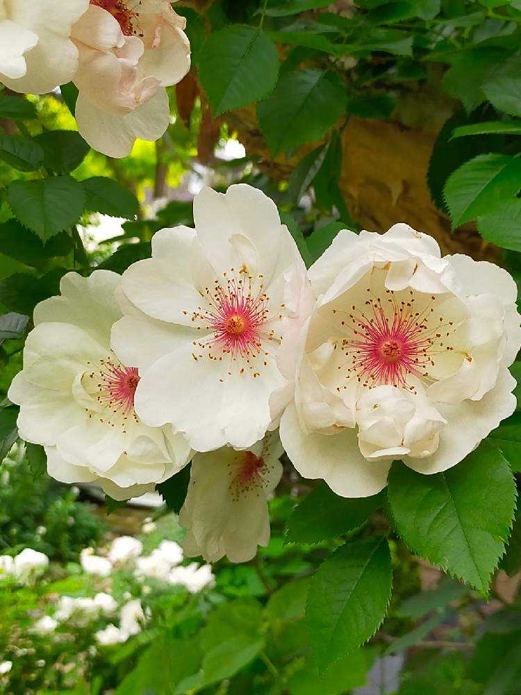 バラの水彩画　軽井沢レイクガーデン　内藤マリナ Yahoo!オークション - 水彩画 バラ 内藤マリナ