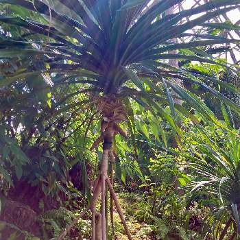 夢の島熱帯植物館の画像 by ヤンビビさん | お出かけ先とタコノキとビックリ！！とヤンビビ雑記帳と珍しいと面白いと可愛いと夢の島熱帯植物館と名前がそのまんま