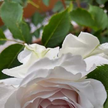 ガブリエル バラの画像 by Chieko☆さん | 薔薇♡とガブリエル バラと可愛い花といい香り♪と私の庭と綺麗な色♡と可愛い♡