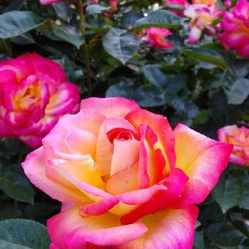 美しいグラデーションの画像 by メンダコさん | お出かけ先とバラと植物園と鮮やか とばら バラ 薔薇と美しいグラデーション