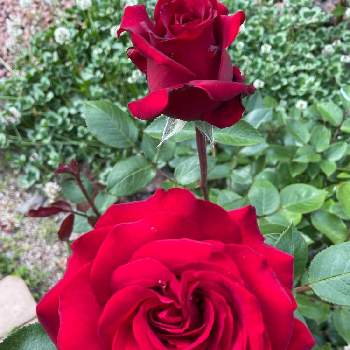 バラと暮らすの画像 by Angela350さん | 広い庭とイングリッドバーグマン   とやさしい色...とバラと暮らすといやされる♡と優しさありがとうと花だいすきとありがとうと薔薇 ほほえみと笑顔がいちばんと花のある暮らしと赤い薔薇♡と微笑み