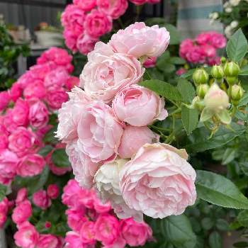 よい香りの画像 by つぐみさん | 小さな庭と薔薇も好きとつるバラとおうち園芸とよい香りと花いろいろとガーデニングと花のある暮らし