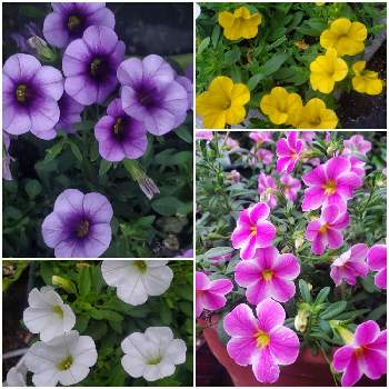 色がきれーい❤️の画像 by ナナママさん | 小さな庭と色がきれーい❤️と可愛いい花とガーデニング♥とカリブラコア♡と可愛い〜♡