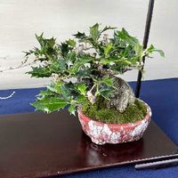 ヒイラギ,観葉植物,日本の植物,盆栽鉢,マイプランツの画像