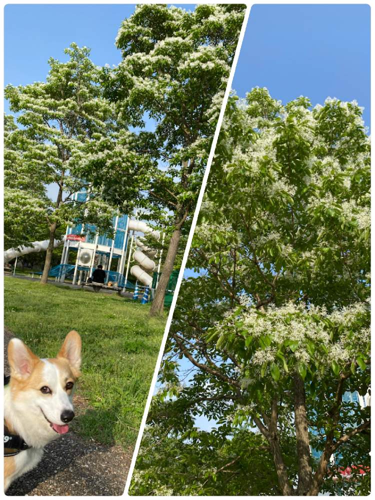 花の好きな人と繋がりたいの投稿画像 By Taka さん コーギーと愛犬と散歩とワンワン祭りとなんじゃもんじゃの木 と花 のある暮らしとお花のある生活とかわいいな とお散歩コースとお出かけ先とフラワーパーク江南と花の好きな人と繋がりたいとコーギーと愛犬と散歩と
