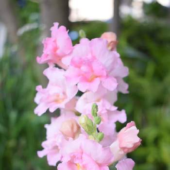 八重咲きキンギョソウの画像 by fuuhakuさん | 小さな庭と八重咲きキンギョソウと庭の花とGS映えとGS日和と植中毒とキンギョソウ♪と新潟と花は癒やし♡と植栽