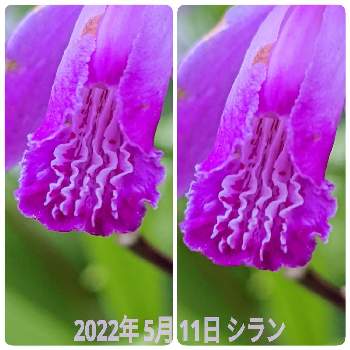 拡大の画像 by もぐjuhさん | 広い庭と花色と拡大とお顔がこんにちはと紫色の花♡と紫蘭（シラン)とgoogle pixel5a