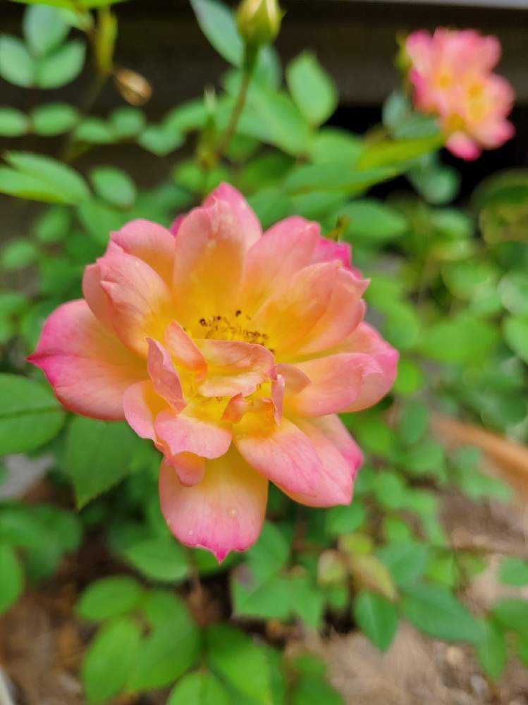 薔薇 成長記録 2｜🍀GreenSnap（グリーンスナップ）