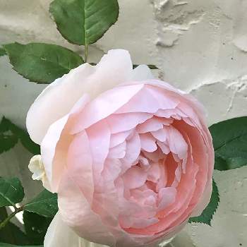 暮らしに花をの画像 by Megumiさん | 小さな庭とバラ、薔薇、ばらとアンブリッジ・ローズとイングリッシュローズとバラ無農薬とばら バラ 薔薇とシェードガーデンと日陰でバラとナチュラルガーデンと暮らしに花をと無農薬バラ栽培とコンテナガーデンとイングリッシュ・ローズとガーデニングと花のある暮らしと日陰の庭とバラ・ミニバラとロザリアンと薔薇のある暮らし