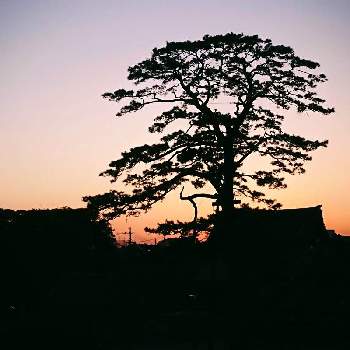 思い出の画像 by キヨウセンさん | バルコニー/ベランダと大木と夕焼けと思い出と風景とそらとくも☁