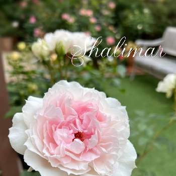 大好き過ぎてどうしよう♡の画像 by ゆきんこさん | 薔薇好きとばら バラ 薔薇と大好き過ぎてどうしよう♡