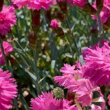 珍しいの画像 by ヤンビビさん | お出かけ先とクローブピンク(オランダナデシコ)とビックリ！！とピンク色とヤンビビ雑記帳とピンク❤︎ピンクと珍しいと面白いと赤紫色の花と快晴と夢の島公園