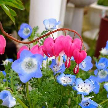 可愛いピンク色♡の画像 by ☆アナベル*･゜ﾟ♡↝さん | 小さな庭とタイツリソウとネモフィラとカラフルと癒しとmy garden2021♪花verとマイガーデンとピンク❤︎ピンクとおうち園芸とはなのある暮らしと庭活とハート❤と花のある暮らしと可愛いピンク色♡と青空