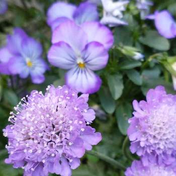 マツムシソウ♡の画像 by hiroさん | ウクライナに平和をと医療関係者に感謝とJuneの会とスカビオサ♡と青紫色の花が好きとコロナに負けるな‼️とマツムシソウ♡