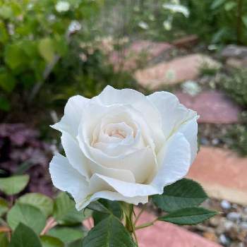 白バラの画像 by ぴちぴちぴーちさん | 小さな庭と春のお花と春の庭とドリュと白い花とバラ・ミニバラと白バラ