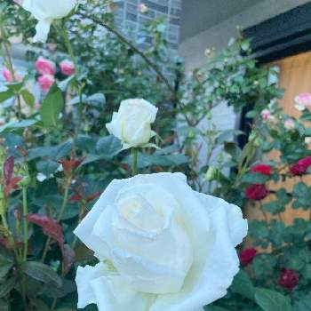 ベルサイユのばら オスカルフランソワの画像 by れいちるさん | 小さな庭とピエールドゥロンサールとドンファンとベルサイユのばら オスカルフランソワとお気に入りと私の癒しと白薔薇.と私の宝物～❤と毎年咲くと小さな小さな庭と花のある暮らしと白い花大好きと玄関先と念願の♡と咲いた！