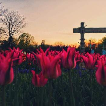 百花繚乱の投稿画像一覧 Greensnap グリーンスナップ