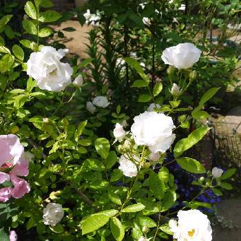 つるバラ  サマースノーの画像 by かぷりんさん | 小さな庭とつるバラ  サマースノーとプランターとつるバラと庭の記録とばら バラ 薔薇