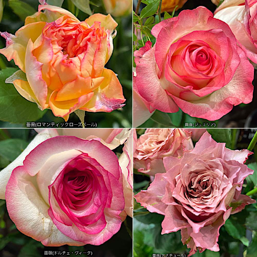 薔薇 テナチュール の投稿画像 By カタバミさん 薔薇 ジュミリア と薔薇 ロマンティックローズベール と薔薇 ドルチェ ヴィータ とお出かけ先 22月5月11日 Greensnap グリーンスナップ Greensnap グリーンスナップ 薔薇 テナチュール の投稿画像 By カタバミさん 薔薇 ジュミリア と薔薇 ロマンティックローズベール と薔薇 ドルチェ ヴィータ とお出かけ先 22月5月11日 Greensnap グリーンスナップ Greensnap グリーンスナップ