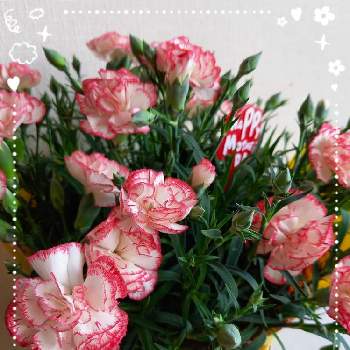 感謝❤️の画像 by ななみんさん | 部屋とカーネーション ゆきかなでとカーネーションと癒される♡とピンクの花とお花のある暮らしと感謝❤️と優しい色と母の日