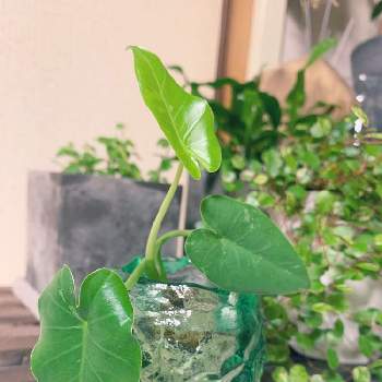 斑入りクワズイモの投稿画像一覧|🍀GreenSnap(グリーンスナップ)