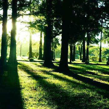 朝の散策路の画像 by m＆oさん | お出かけ先とメタセコイヤの森と以前の写真をと朝の散策路と樹木見上げ隊