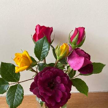  スプレーバラの画像 by まささん | 部屋とばら バラ 薔薇とピンクの薔薇とバラ大好きと スプレーバラとバーガンディ・アイスバーグと黄色のバラ