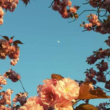お月様の画像 by まりりん♡さん | 春の訪れとお月様と農試公園と愛と平和と桜さくらサクラ