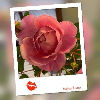 強い花の画像 by さっちゃんさん | 小さな庭とバラと強い花と医療従事者に感謝を込めてとピンクのお花と癒されてと平和を願うと花が好きとラブリーな花と地植え