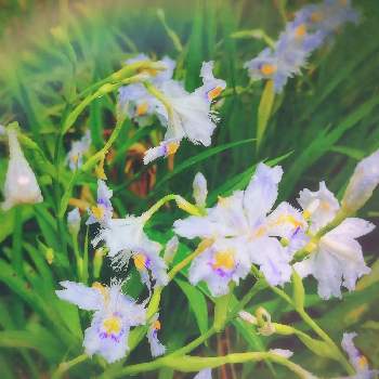 シャガの花の画像 by マカロンさん | 癒やしと小さな幸せ❤と咲いてくれてありがとう❤と初夏の花たちとシャガの花と全てのものへの感謝と畏敬と小さな庭♡と花のある暮らしと観察してまーすとおうちで自然を感じるとありがと〜❤