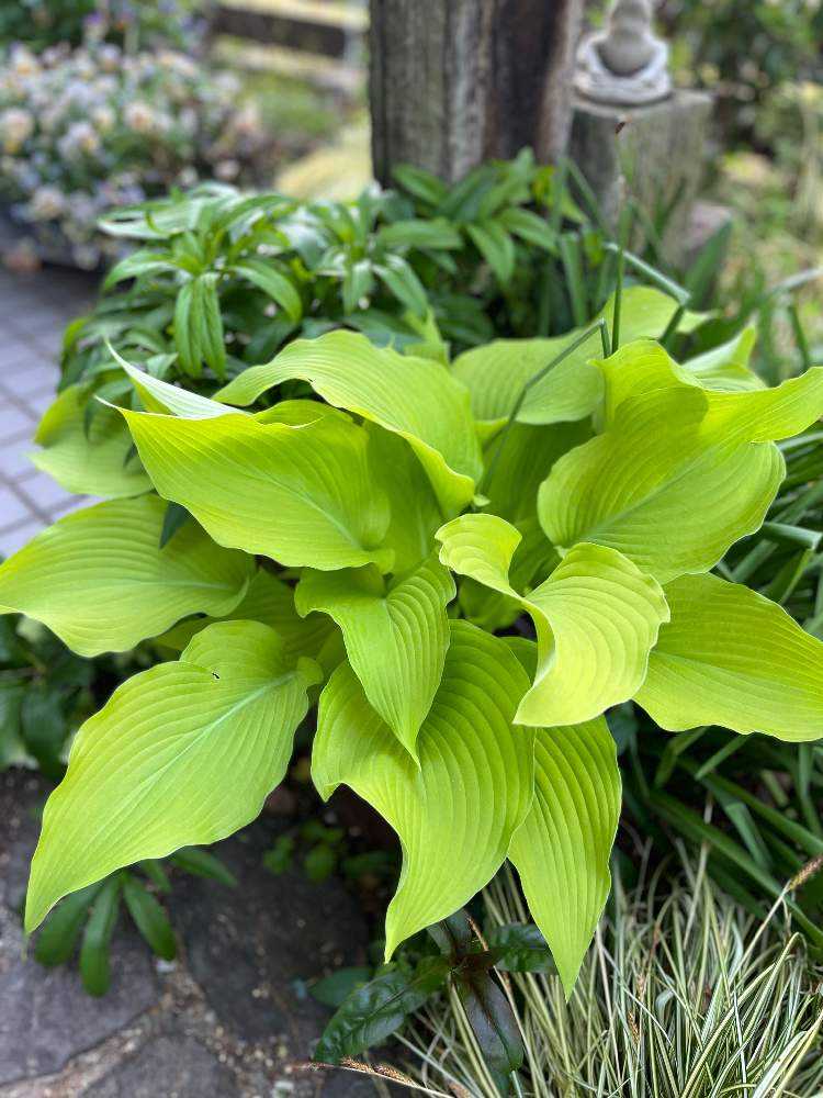 おかーしゃ庭オープンガーデンvol.2〜ホスタの小径編〜｜🍀GreenSnap