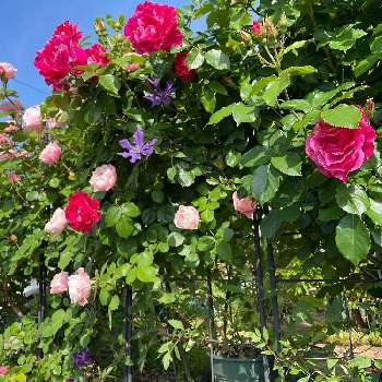クレマチス「エミリア・プラター」の画像 by hajimetepiassさん | 小さな庭と京成バラ園からお迎えとバラ ギーサヴォアとクレマチス　アフロディーテ　エレガフミナとバラ　ダフネとバラにハマってますとクレマチス「エミリア・プラター」とおうち園芸と薔薇　春乃とデルバールと花いろいろと君も花が好きなのかとロサオリエンティス