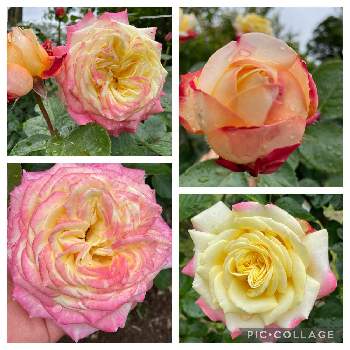 ♡コルデスジュビリーの画像 by 芙蓉さん | 雨に負けないで！と大好きな薔薇♡と♡コルデスジュビリーと黄色からピンク