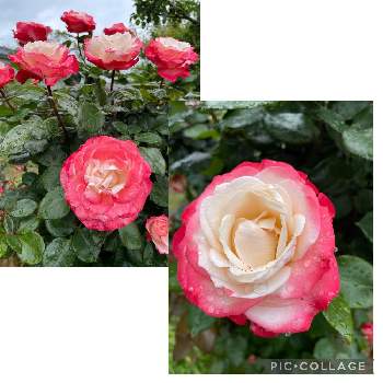 素敵な花色の画像 by 芙蓉さん | ノスタルジーと❤️薔薇に癒されてとばら バラ 薔薇と薔薇の季節到来と素敵な花色と素敵