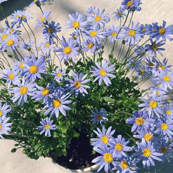ブルーデージー アズールブルーの画像 by メロンパンナさん | 玄関とブルーデージー アズールブルーとブルーデージーと初心者と青い花と子育ての合間とお花が増えた