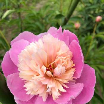 かわいいお花の画像 by junさん | 広い庭とガーデニングとピンクの花とかわいいお花
